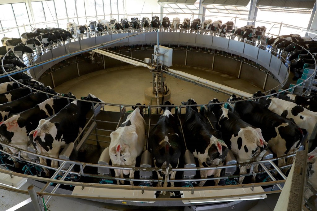 Tecnologia amplia eficiência e faz de Castro referência nacional na produção de&nbsp;leite