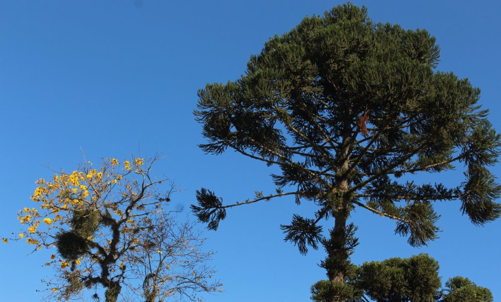 Prefeitura de Francisco Beltrão realiza atividades alusivas ao Dia da&nbsp;Árvore