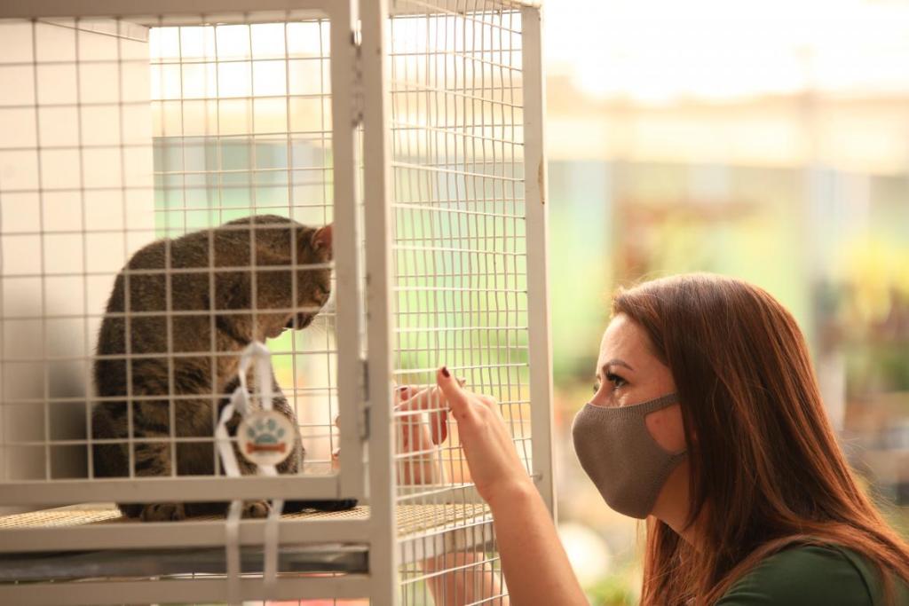 Em 100 dias, Probem realiza mais de 280 castrações e 86 adoções de animais em Pato&nbsp;Branco