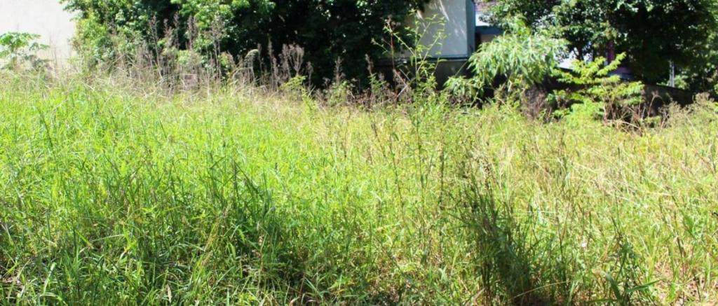 Prefeitura de Francisco Beltrão orienta sobre necessidade de limpeza de terrenos&nbsp;baldios