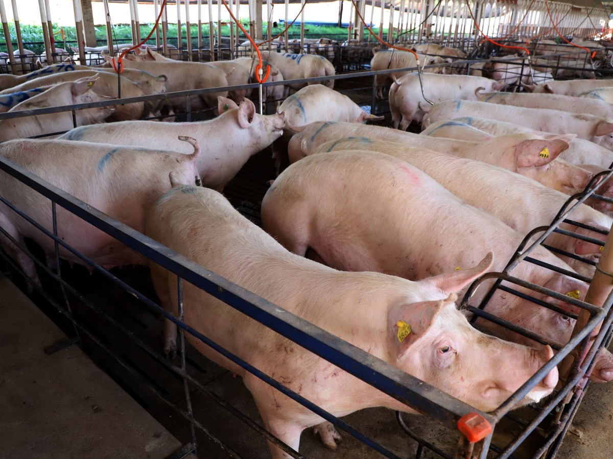 Paraná alcança segundo maior aumento da história na exportação de carne suína em&nbsp;março