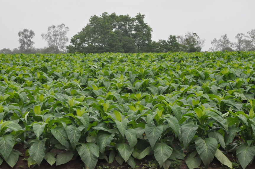 Audiência pública vai debater classificação do tabaco no&nbsp;Paraná
