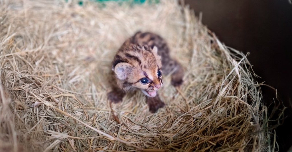 Itaipu celebra nascimento de filhote de&nbsp;gato-maracajá