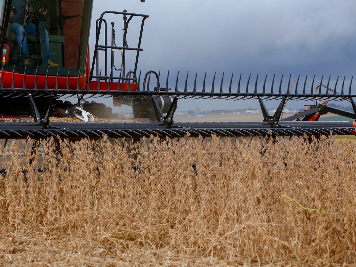 Paraná lidera crescimento da safra de grãos, com alta de 447 mil toneladas, aponta&nbsp;IBGE