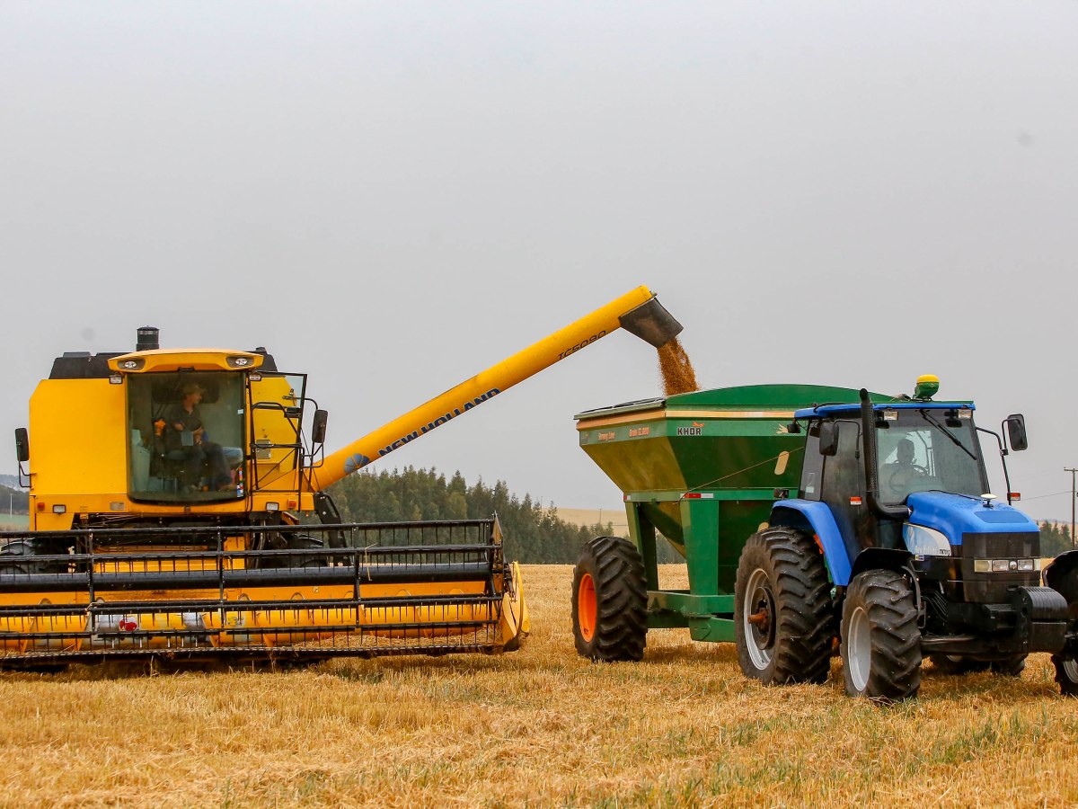 Avanço da colheita do trigo aponta para safra recorde de produtividade no&nbsp;Paraná