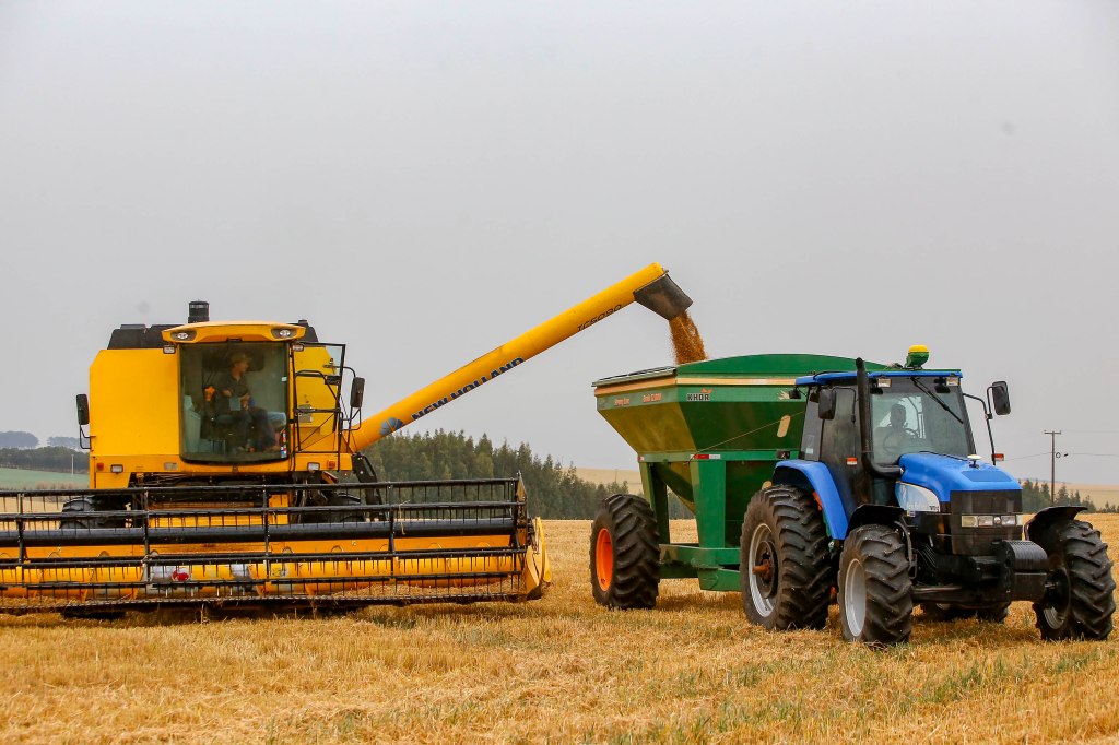 Avanço da colheita do trigo aponta para safra recorde de produtividade no&nbsp;Paraná