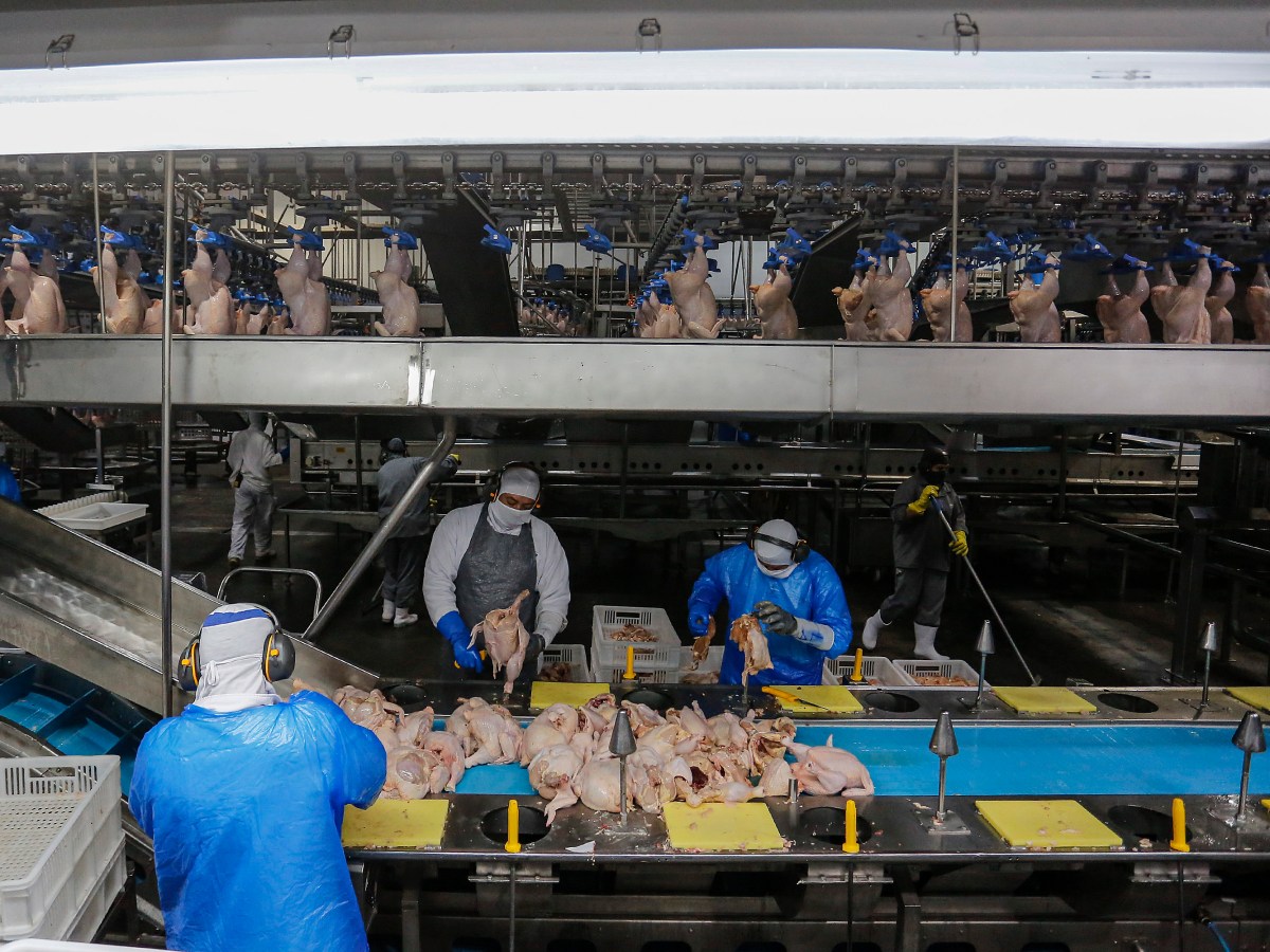 Paraná bate recorde na produção de frangos, suínos, bovinos, leite e ovos em&nbsp;2025