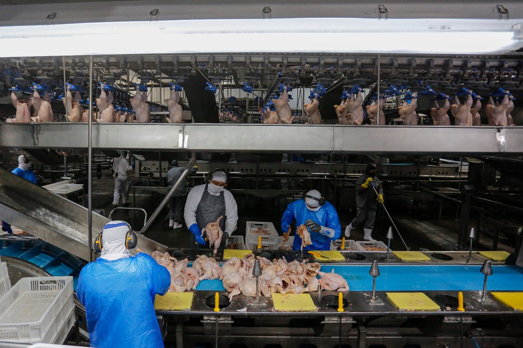 Paraná bate recorde na produção de frangos, suínos, bovinos, leite e ovos em&nbsp;2025